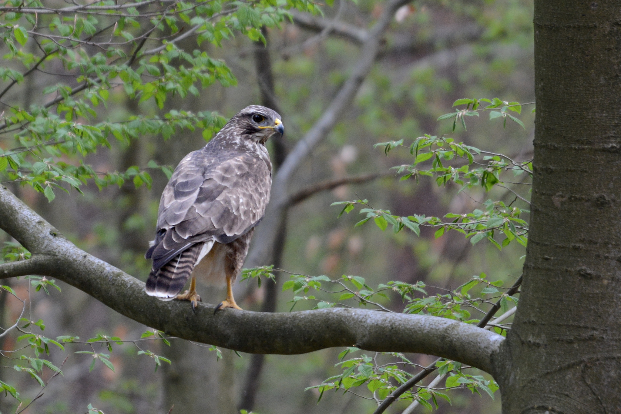 Nikon D7100 + Sigma 120-400mm F4.5-5.6 DG OS HSM sample photo. Dsc photography