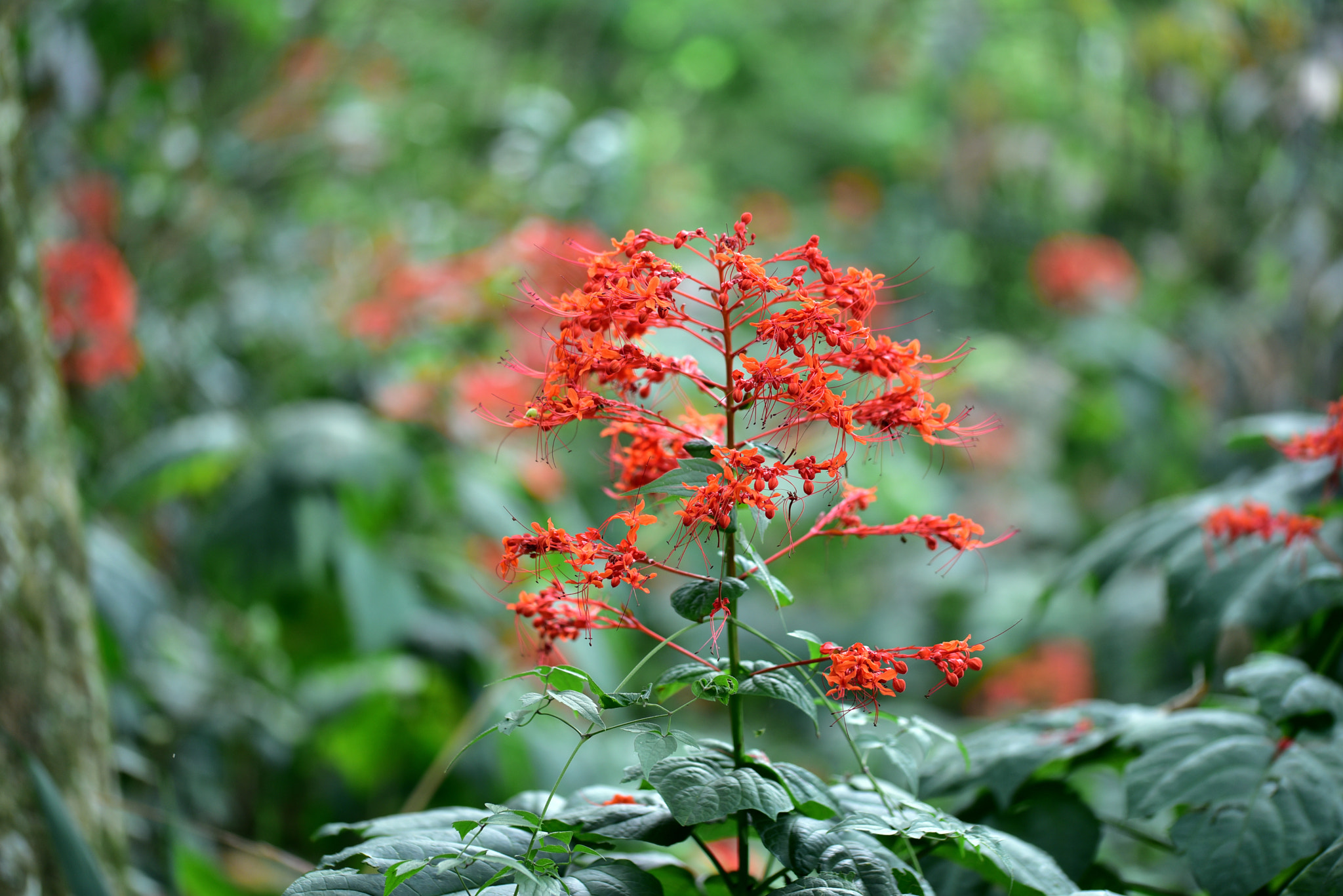 Sigma 105mm F2.8 EX DG OS HSM sample photo. 龍船花 photography