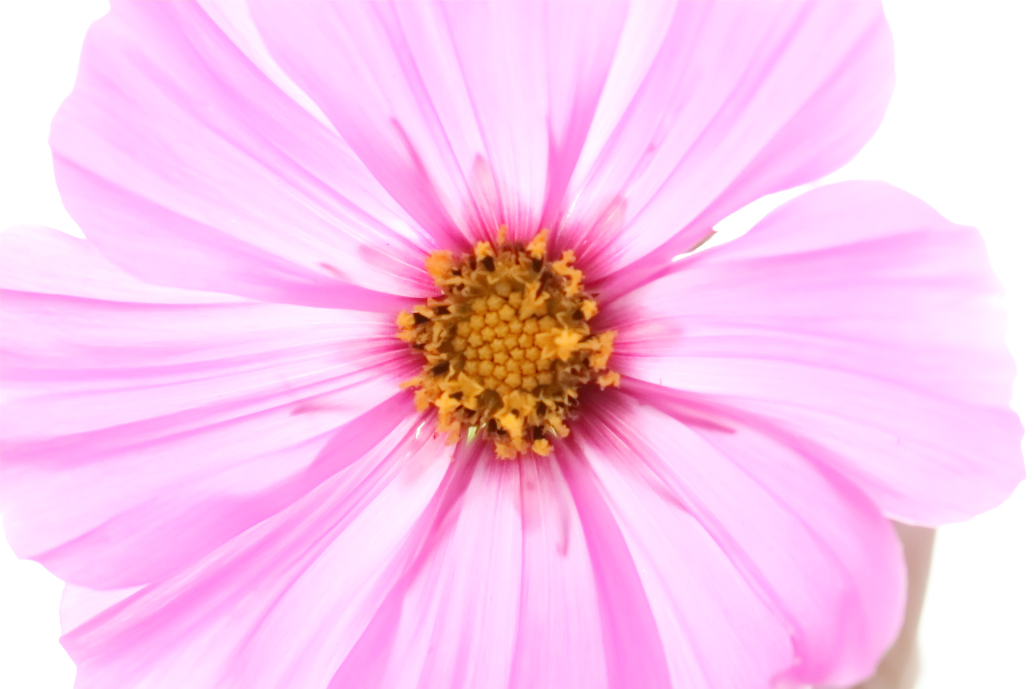 Canon EF 100mm F2.8L Macro IS USM sample photo. 大波斯菊 photography