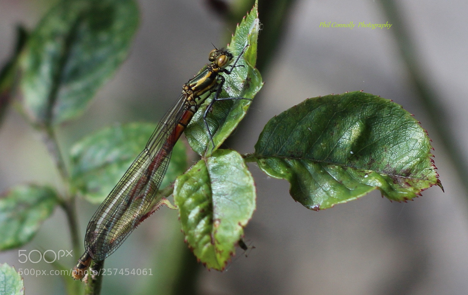 Canon EOS 600D (Rebel EOS T3i / EOS Kiss X5) sample photo. Damsel fly photography