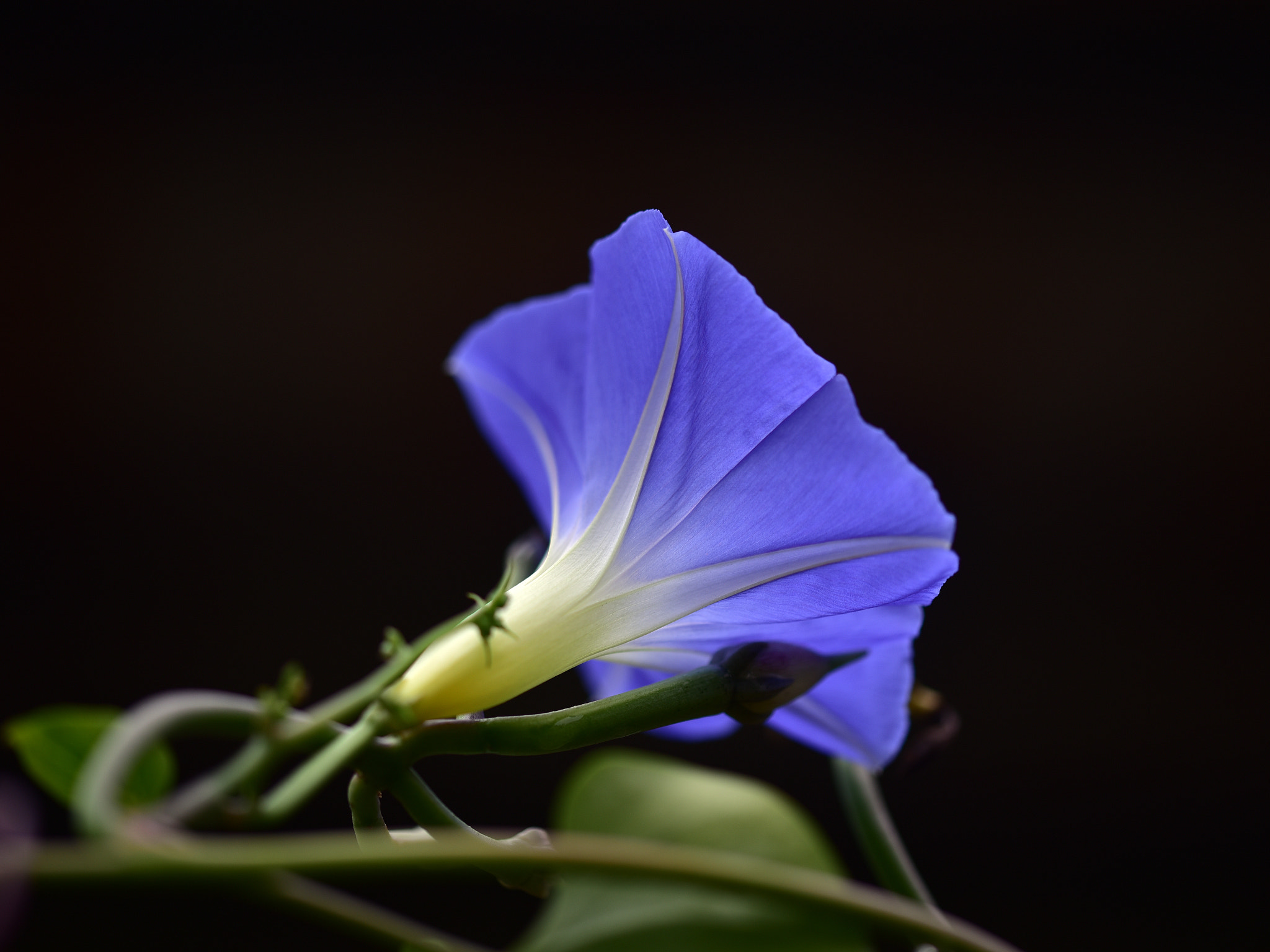 Sigma 105mm F2.8 EX DG OS HSM sample photo. 朝顏 photography