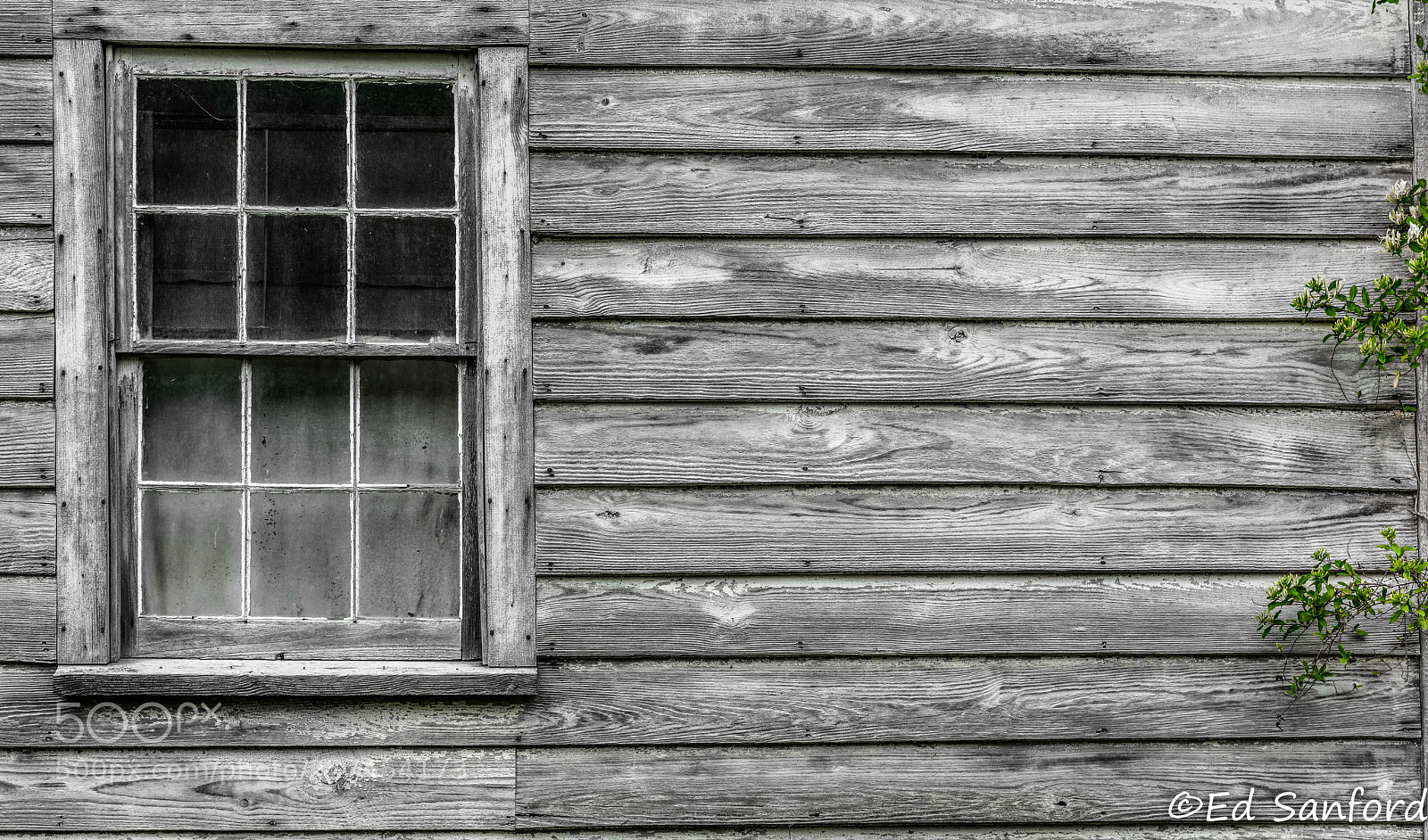 Canon EOS 5DS R sample photo. A touch of green photography