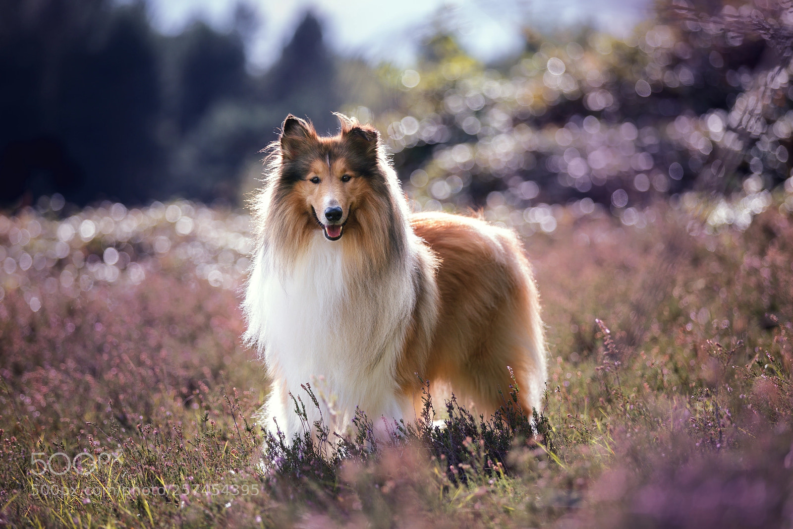 Canon EOS 5D Mark IV sample photo. Cooper in the heath photography