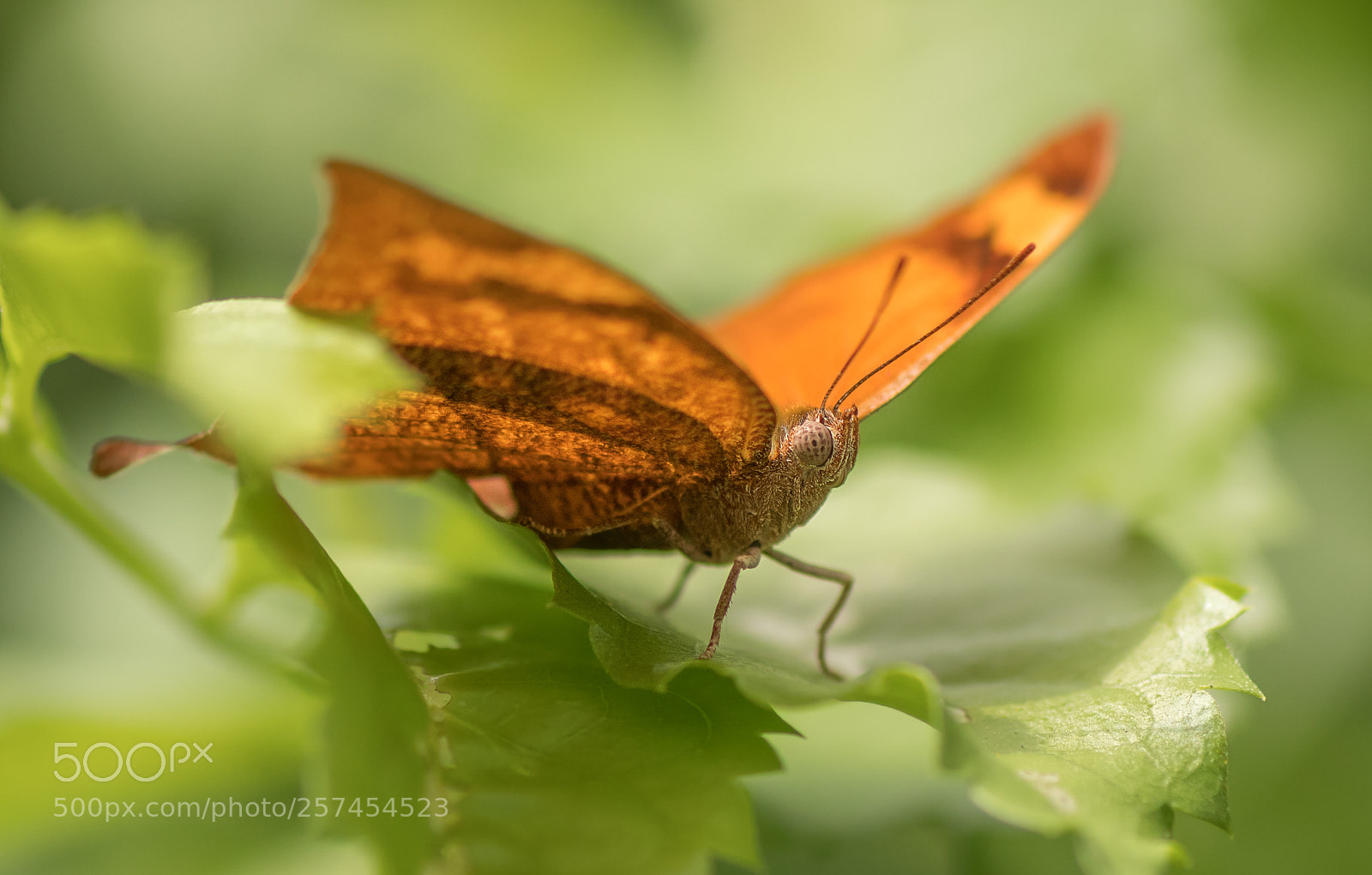 Nikon D500 sample photo. Autumn leaf butterfly photography