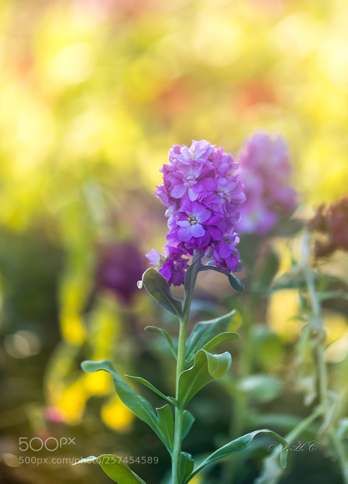Nikon D850 sample photo. 阳光下 photography