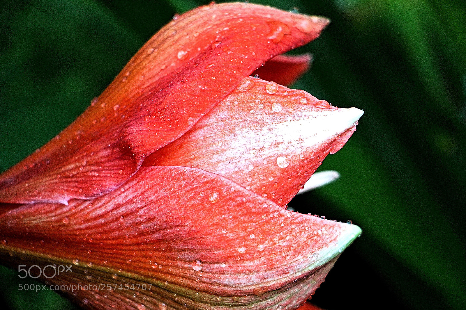 Canon EOS 7D sample photo. Drops 8 photography