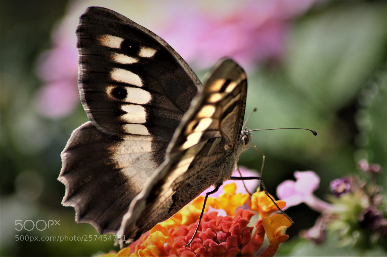 Canon EOS-1Ds Mark III sample photo. Secret eyes photography