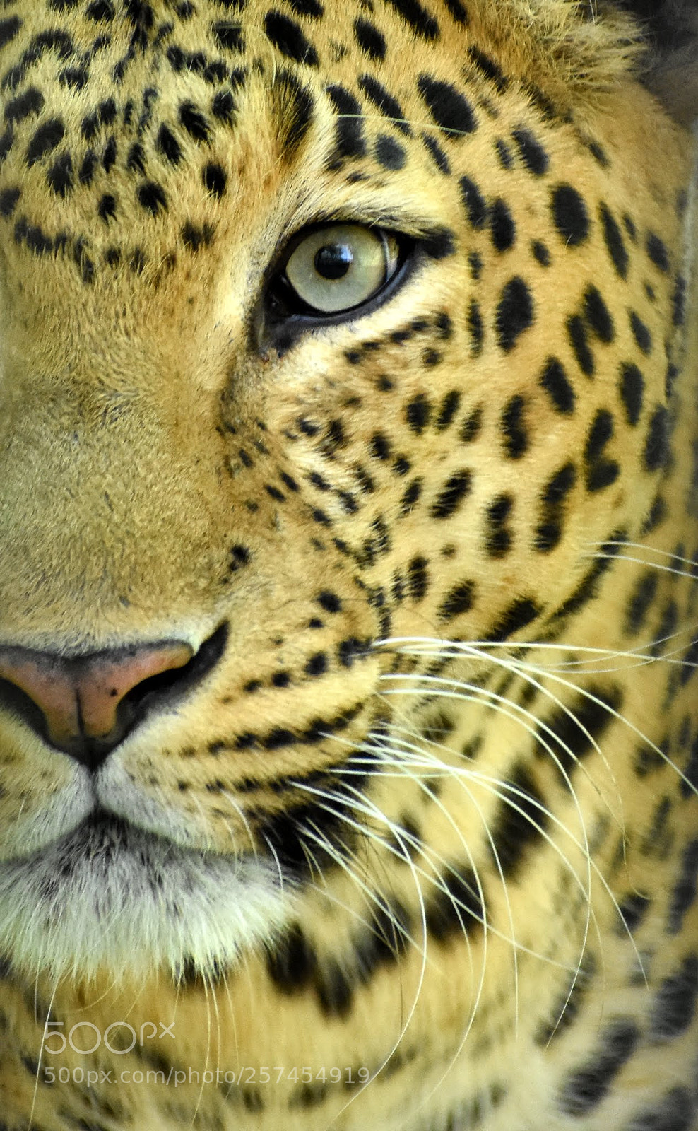 Nikon D7200 sample photo. Leopard photography