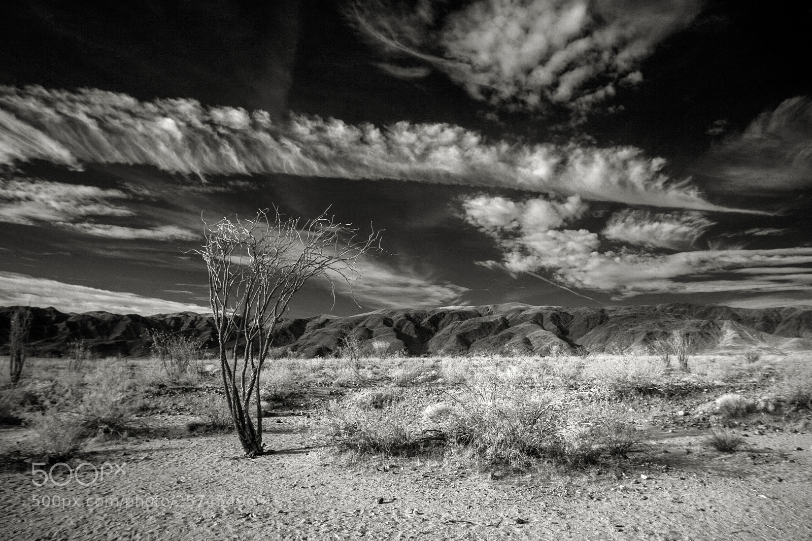 Canon EOS 20D sample photo. Ocotillo photography