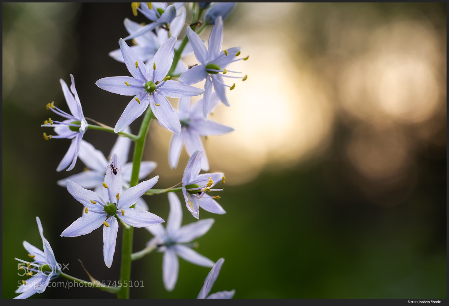 Sony a7 III sample photo. Evening flowers photography