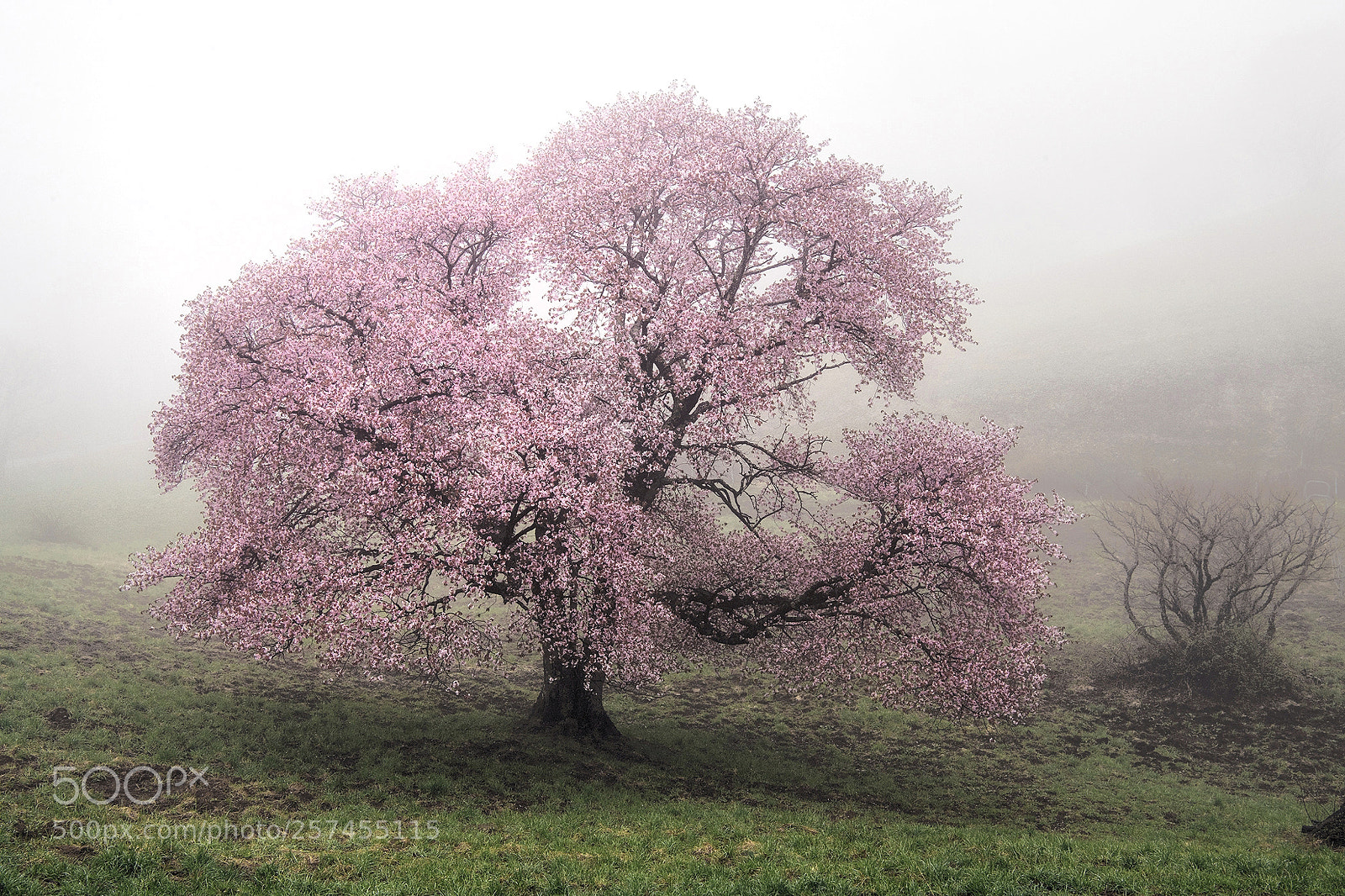 Nikon D850 sample photo. Sakura - rain and photography
