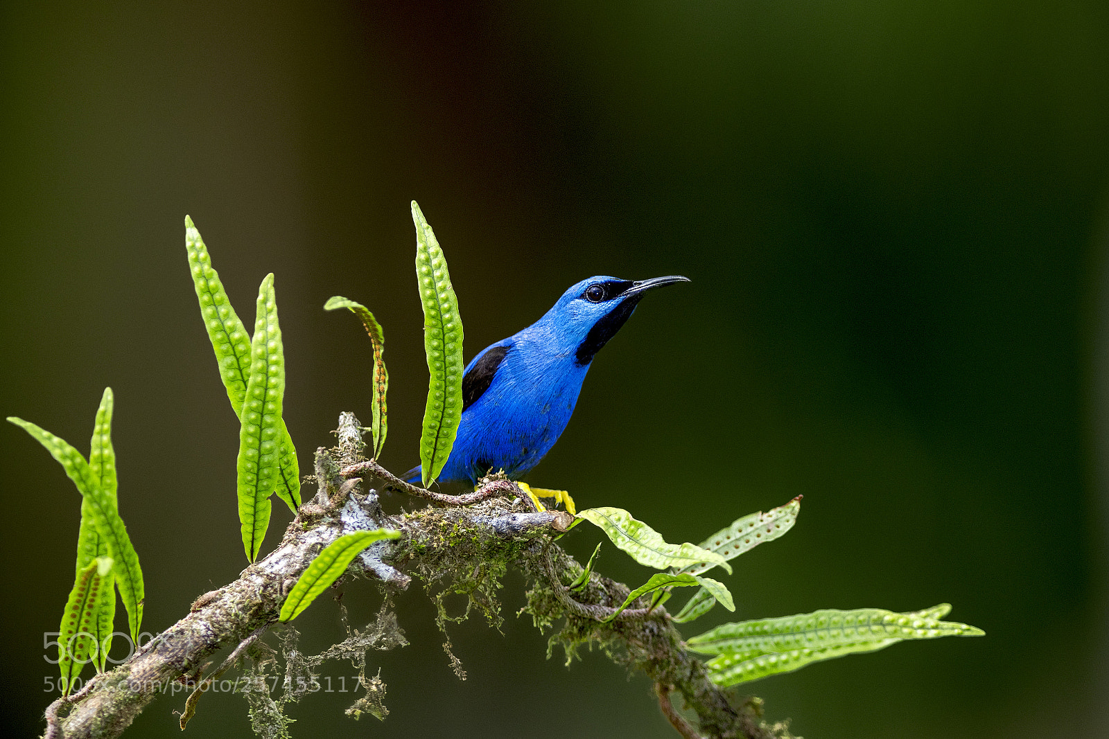Nikon D500 sample photo. Shining honeycreeper photography