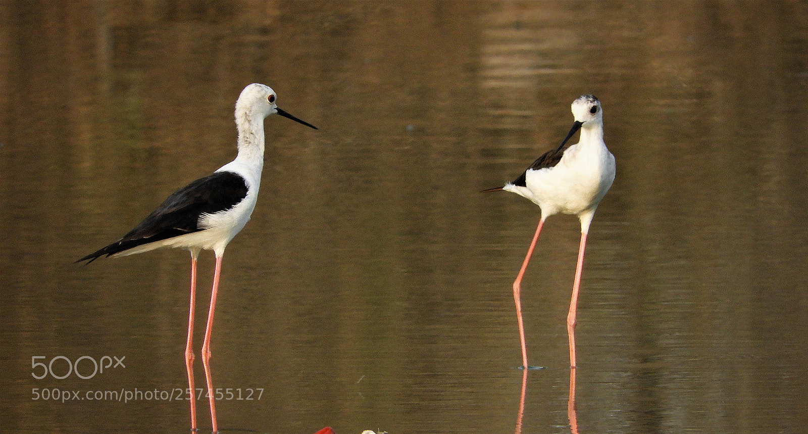 Nikon Coolpix B700 sample photo. Black winged stilt photography