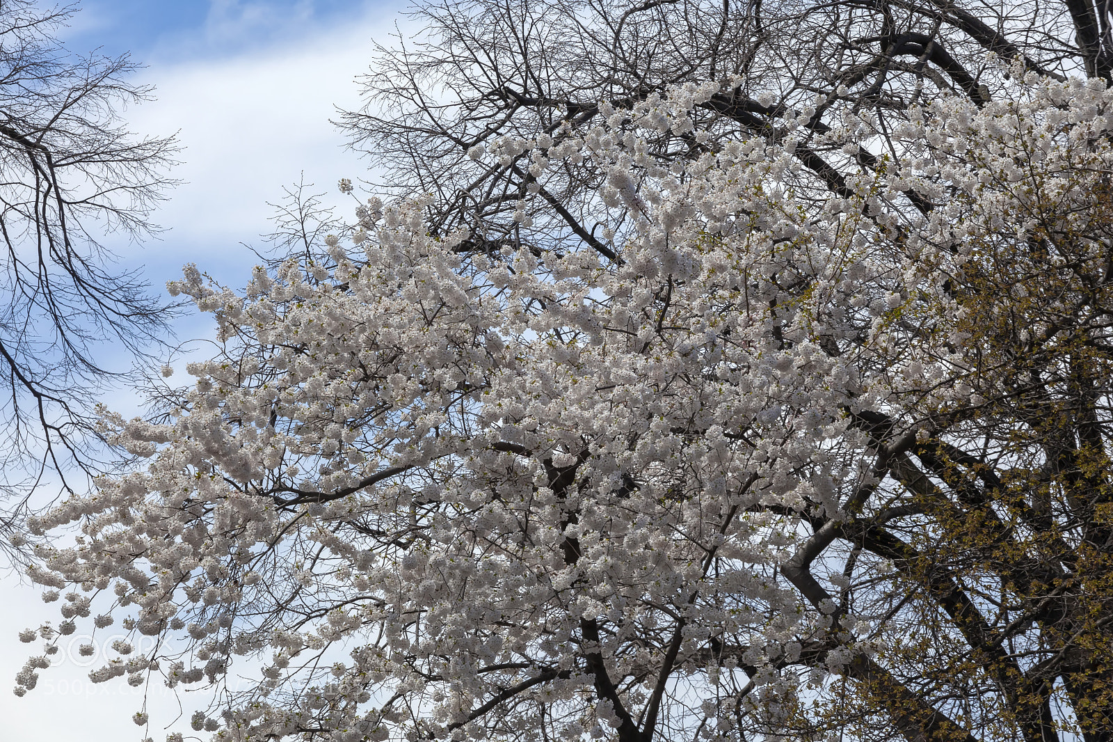 Canon EOS 5D Mark II sample photo. Cherry trees photography