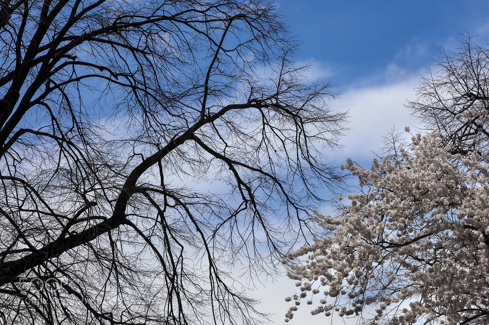 Canon EOS 5D Mark II sample photo. Cherry trees photography