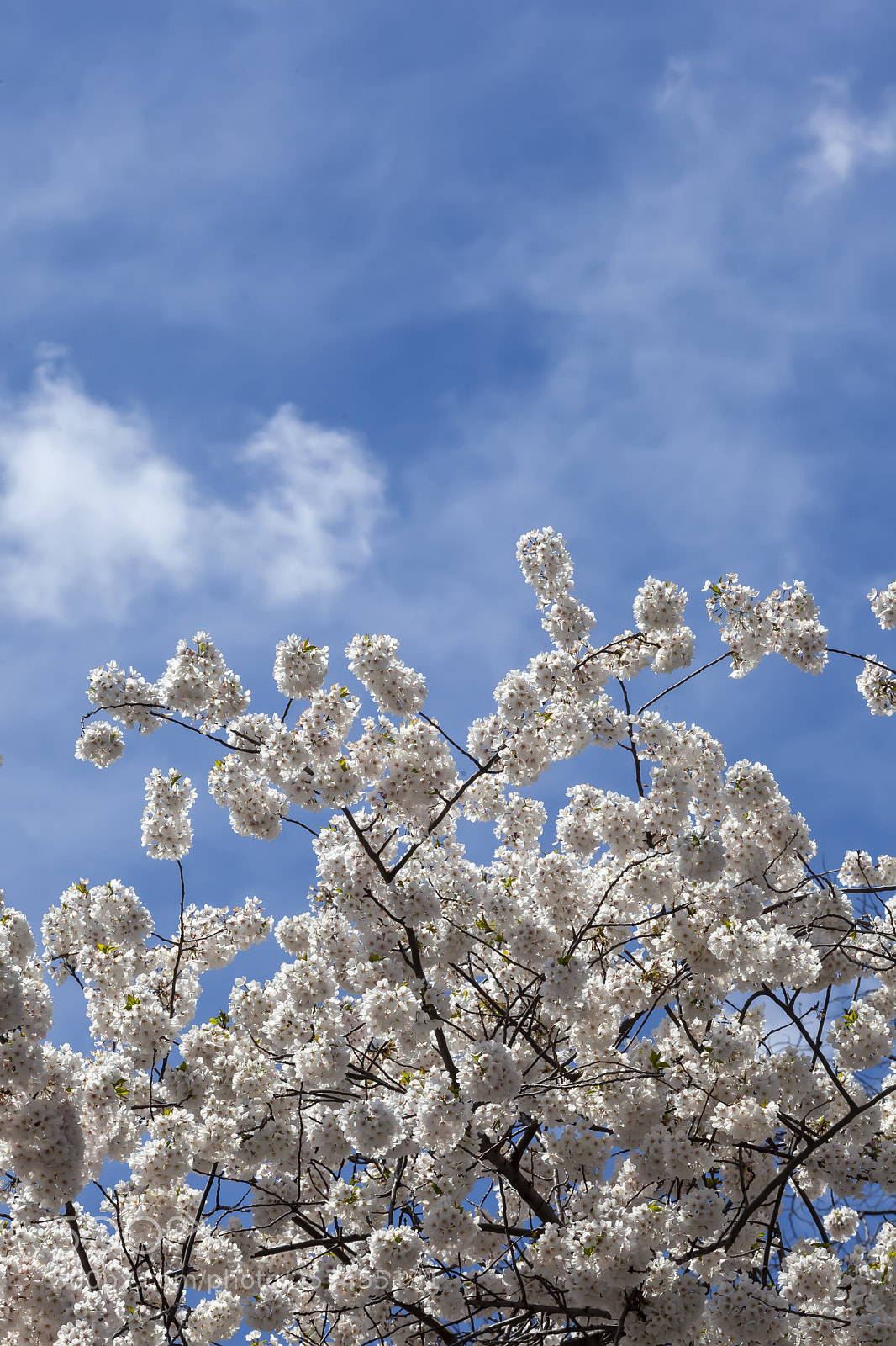 Canon EOS 5D Mark II sample photo. Cherry trees photography