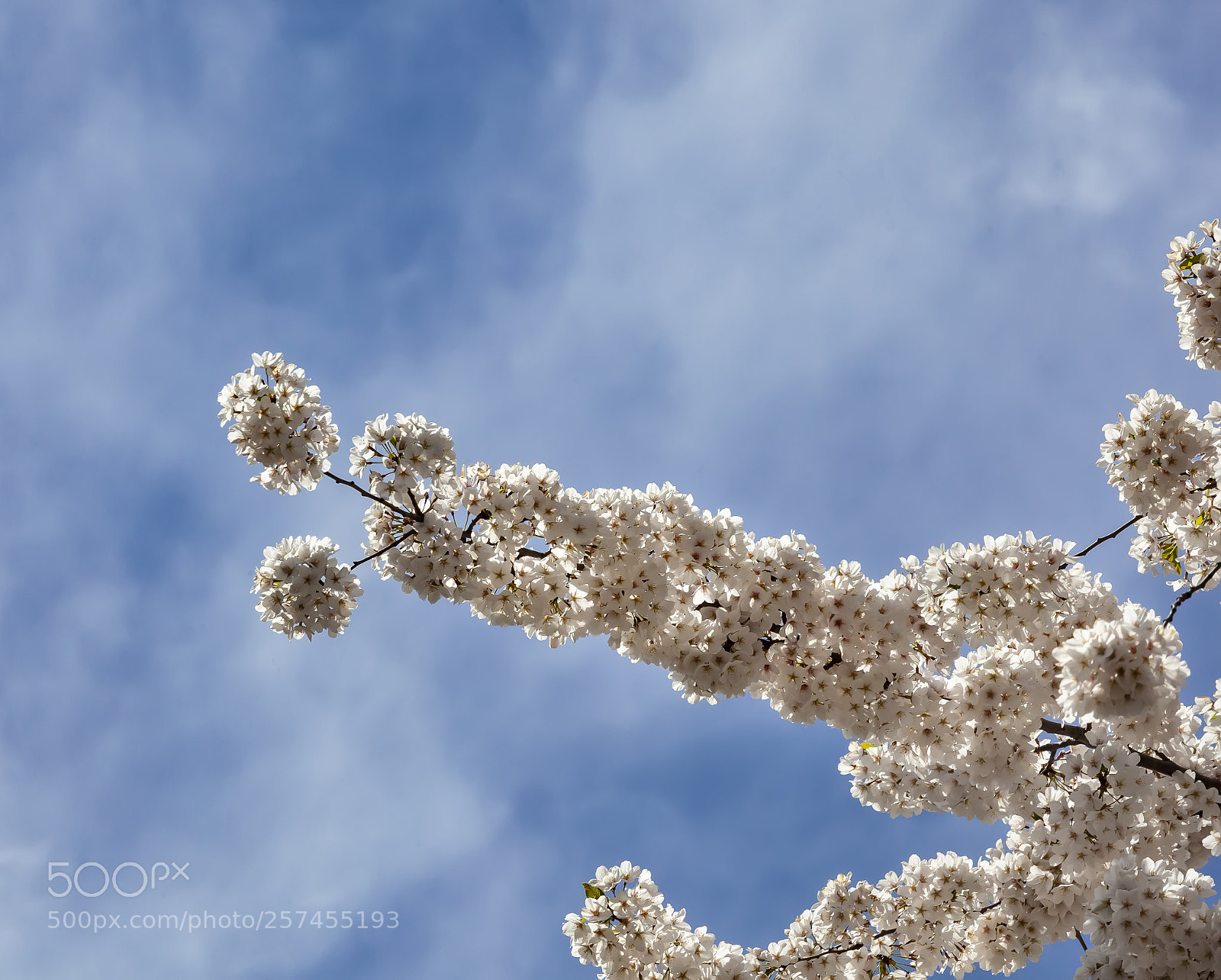 Canon EOS 5D Mark II sample photo. Cherry blossoms photography