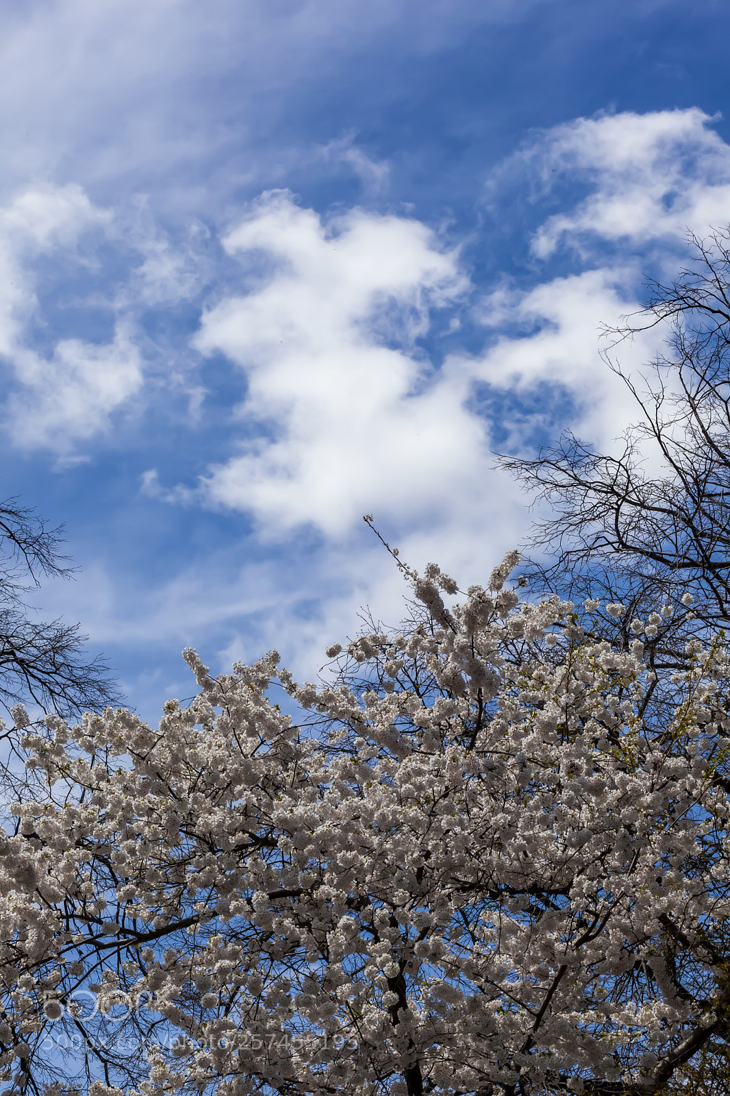 Canon EOS 5D Mark II sample photo. Cherry blossoms photography