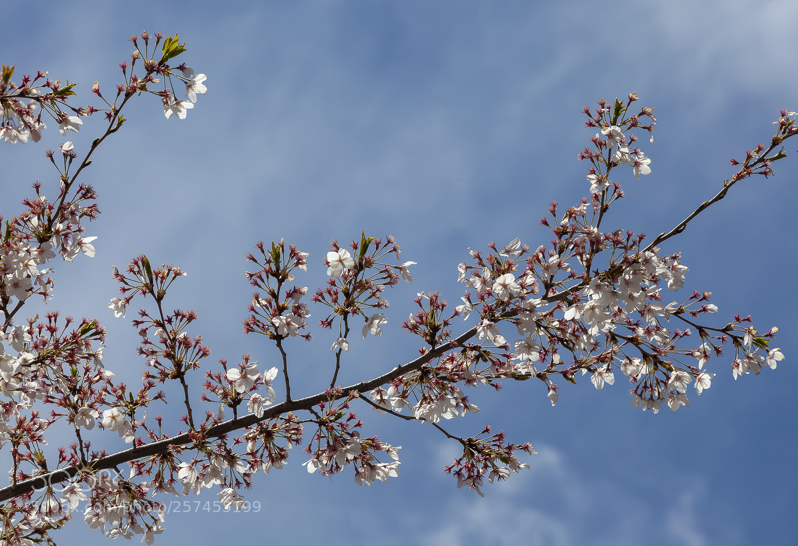 Canon EOS 5D Mark II sample photo. Cherry blossoms photography