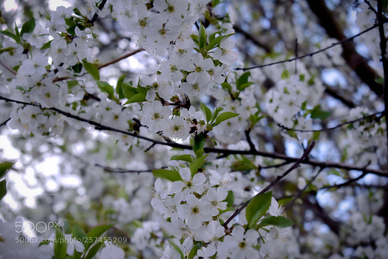 Nikon D3400 sample photo. Цветочный рай photography