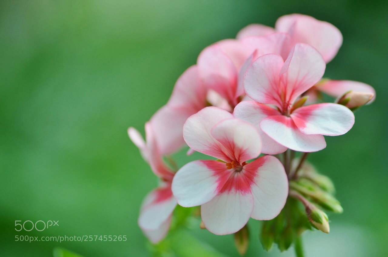 Nikon D5100 sample photo. Bokeh photography