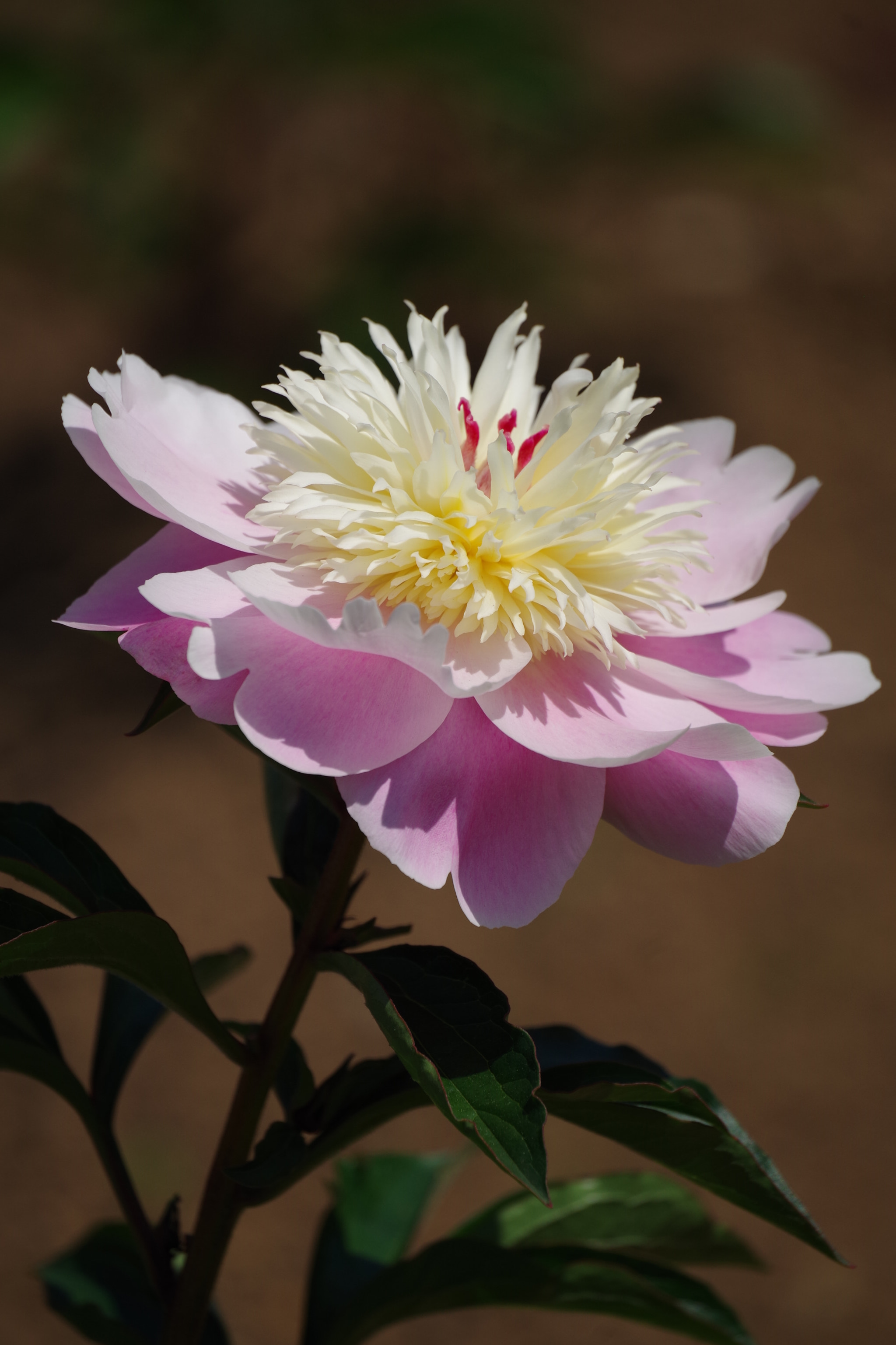 Pentax K-S2 sample photo. Chinese peony 2018 #16 photography