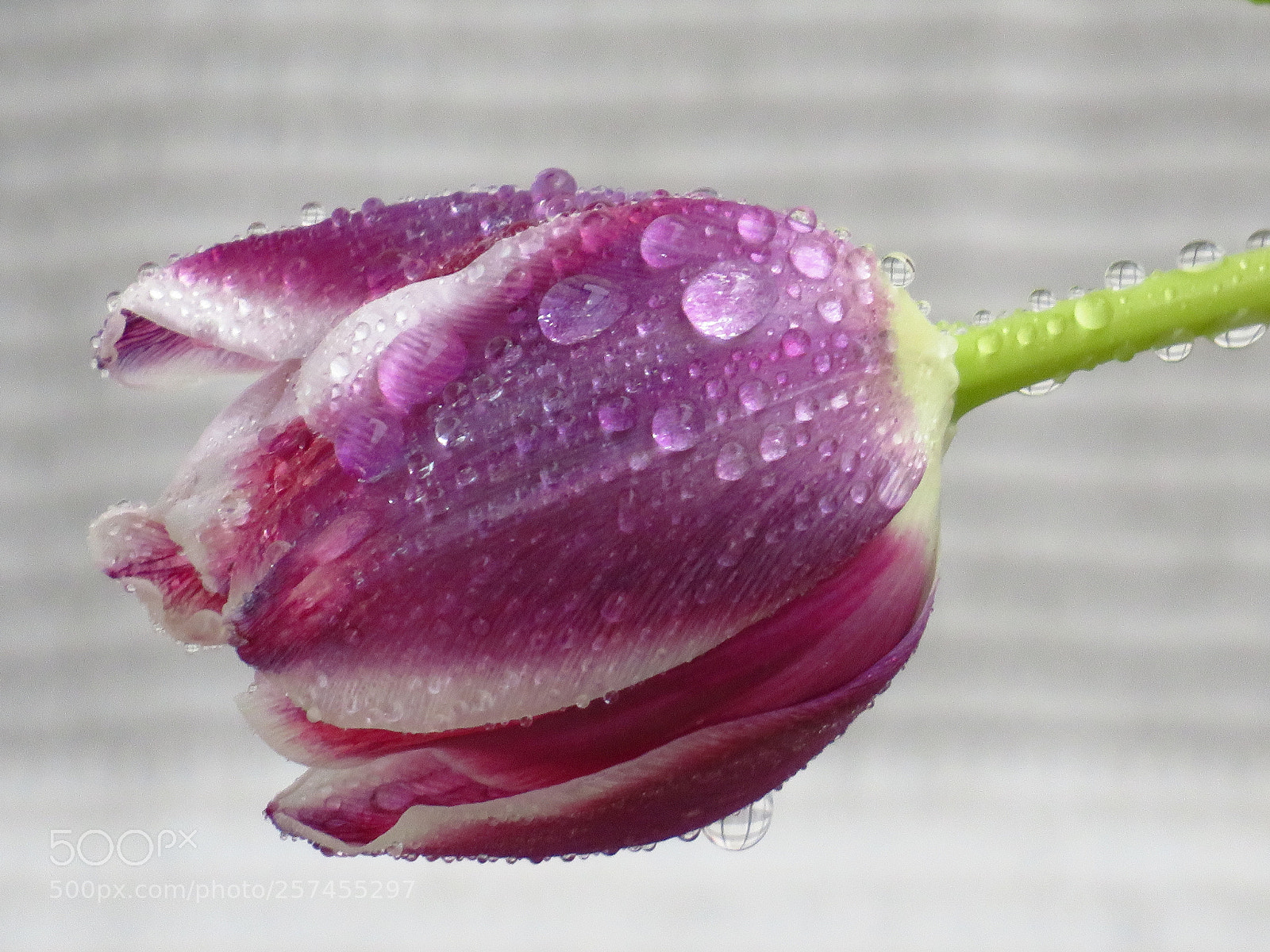 Canon PowerShot SX540 HS sample photo. Tulpe photography