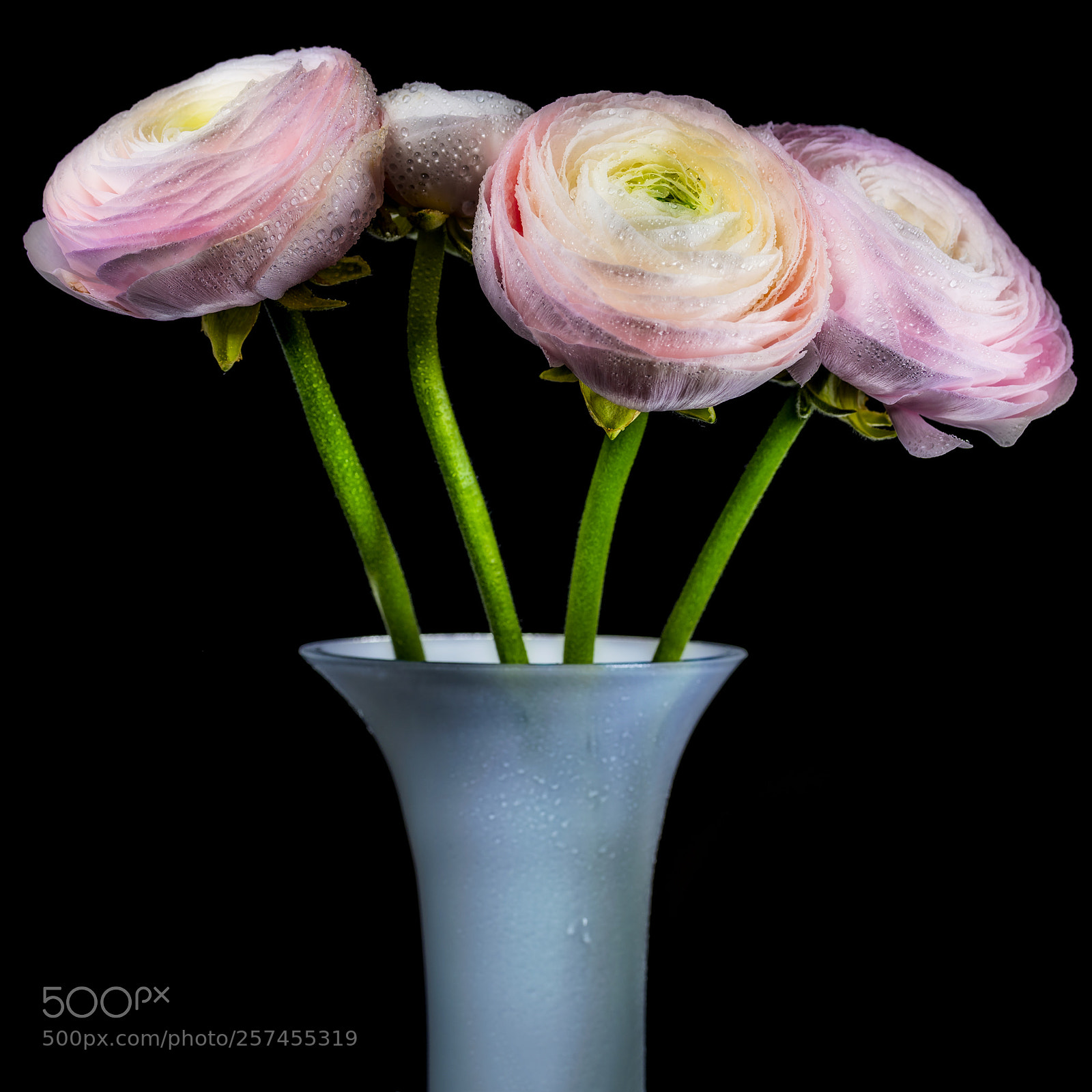 Nikon D810 sample photo. Pink and wet photography