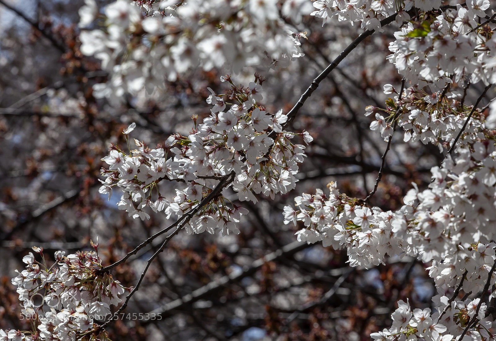 Canon EOS 5D Mark II sample photo. Cherry blossoms photography