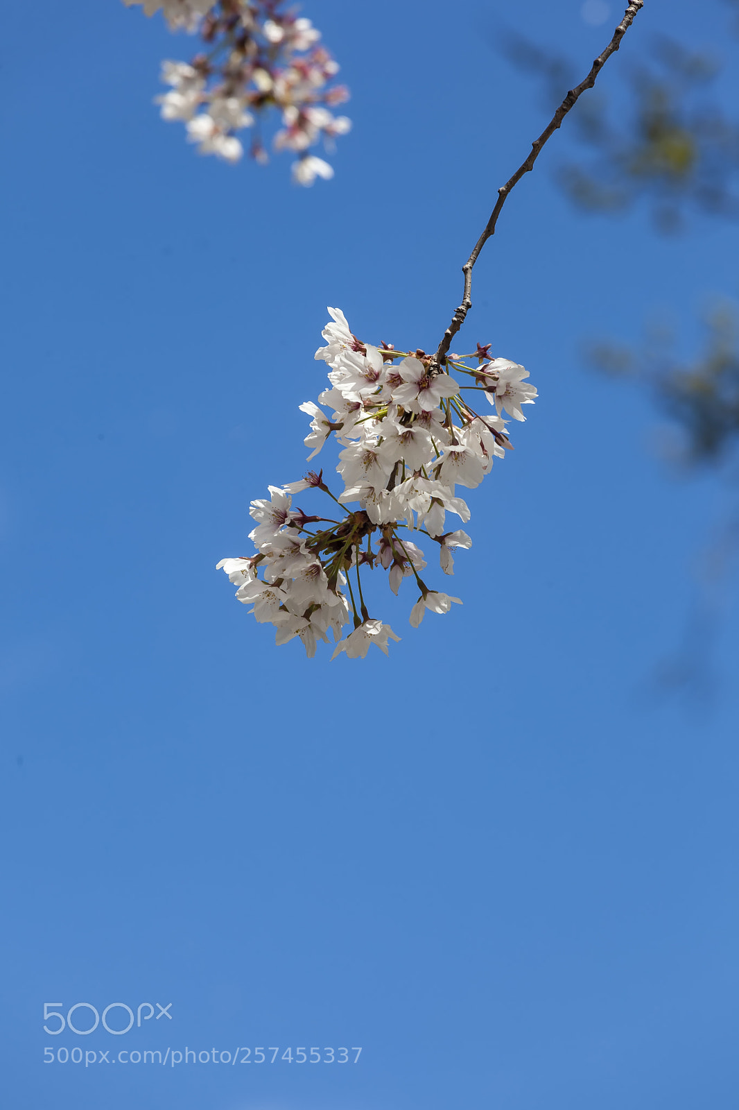 Canon EOS 5D Mark II sample photo. Cherry blossoms photography