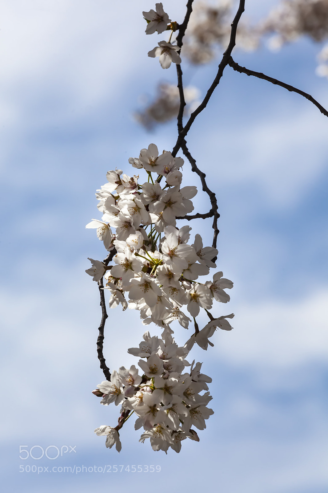 Canon EOS 5D Mark II sample photo. Cherry blossoms photography