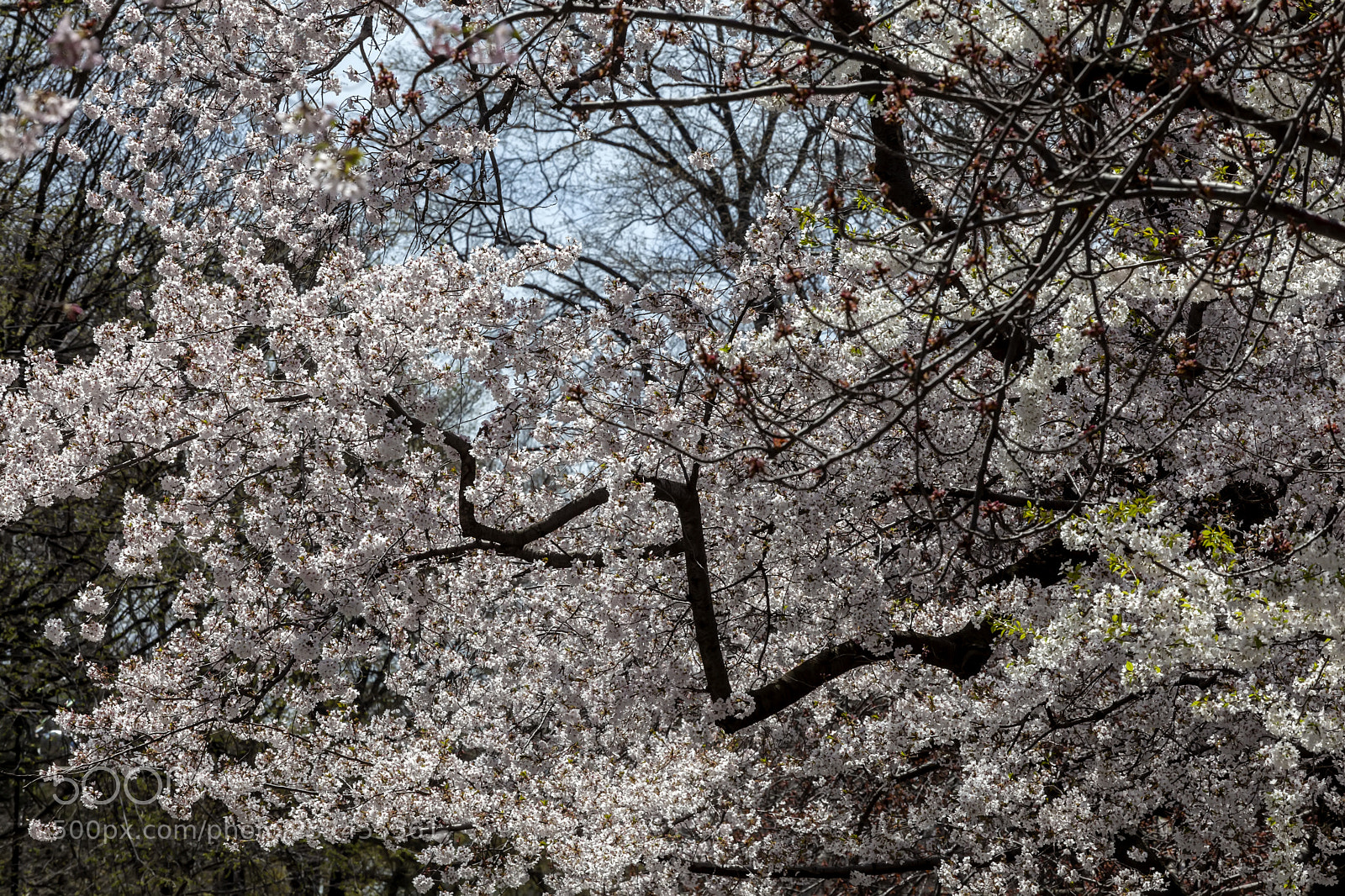 Canon EOS 5D Mark II sample photo. Cherry trees photography