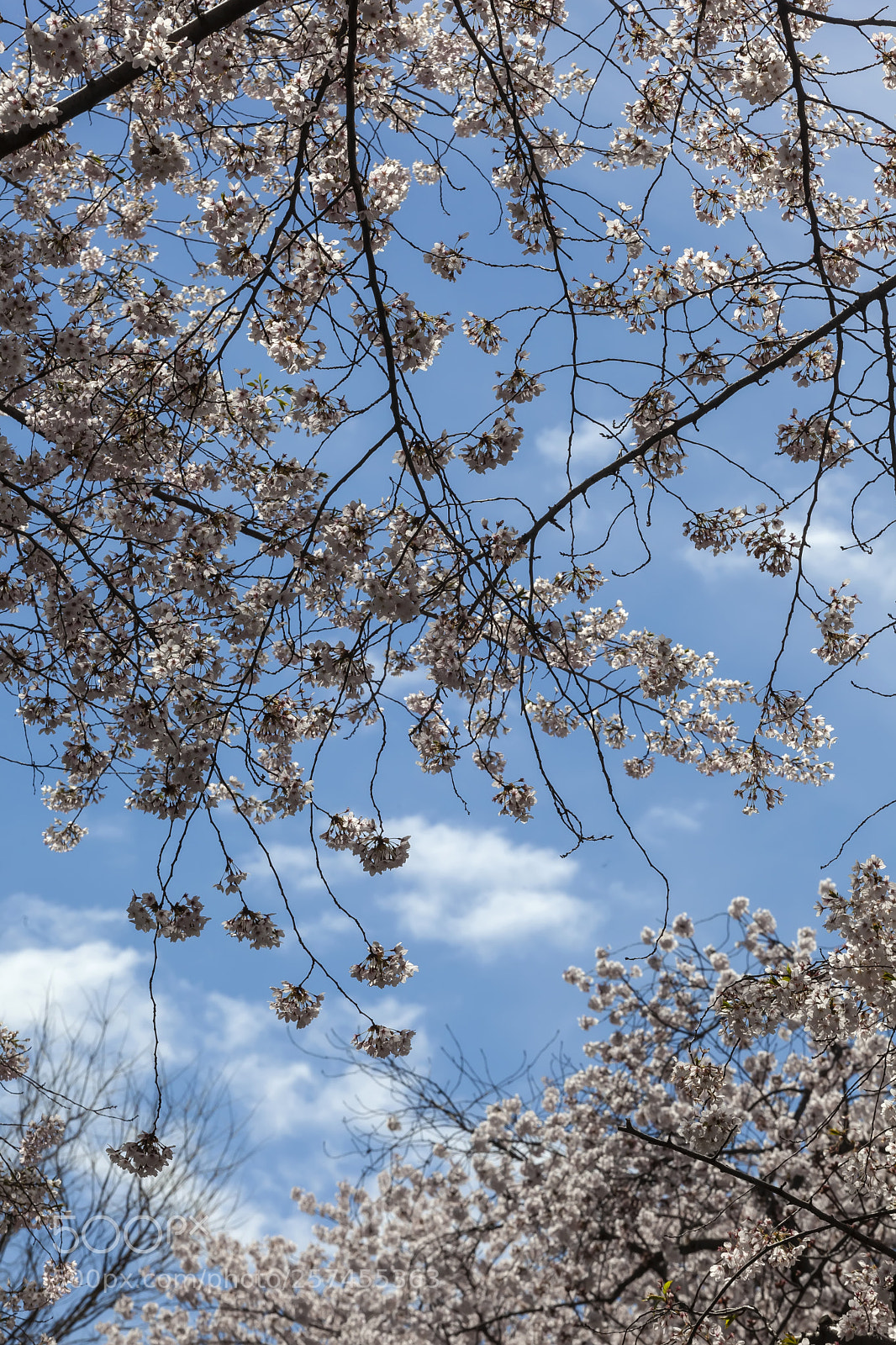 Canon EOS 5D Mark II sample photo. Cherry blossoms photography