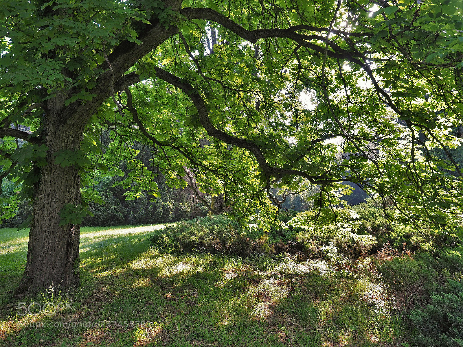 Olympus OM-D E-M1 Mark II sample photo. Spots photography