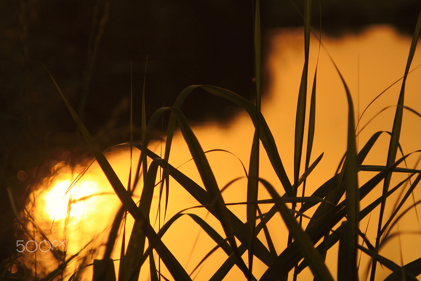 Canon EOS 7D + Canon EF 50mm F1.8 II sample photo. Sundown of river side photography