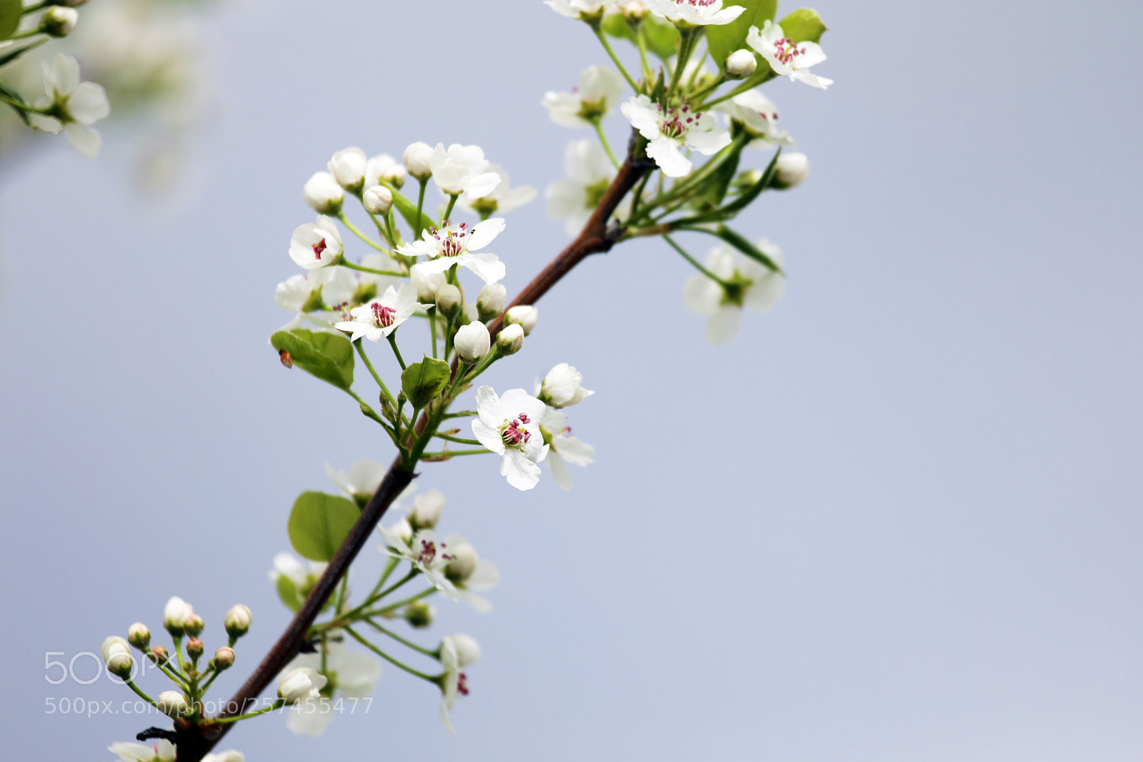 Canon EOS 5D Mark IV sample photo. Simple yet beautiful photography