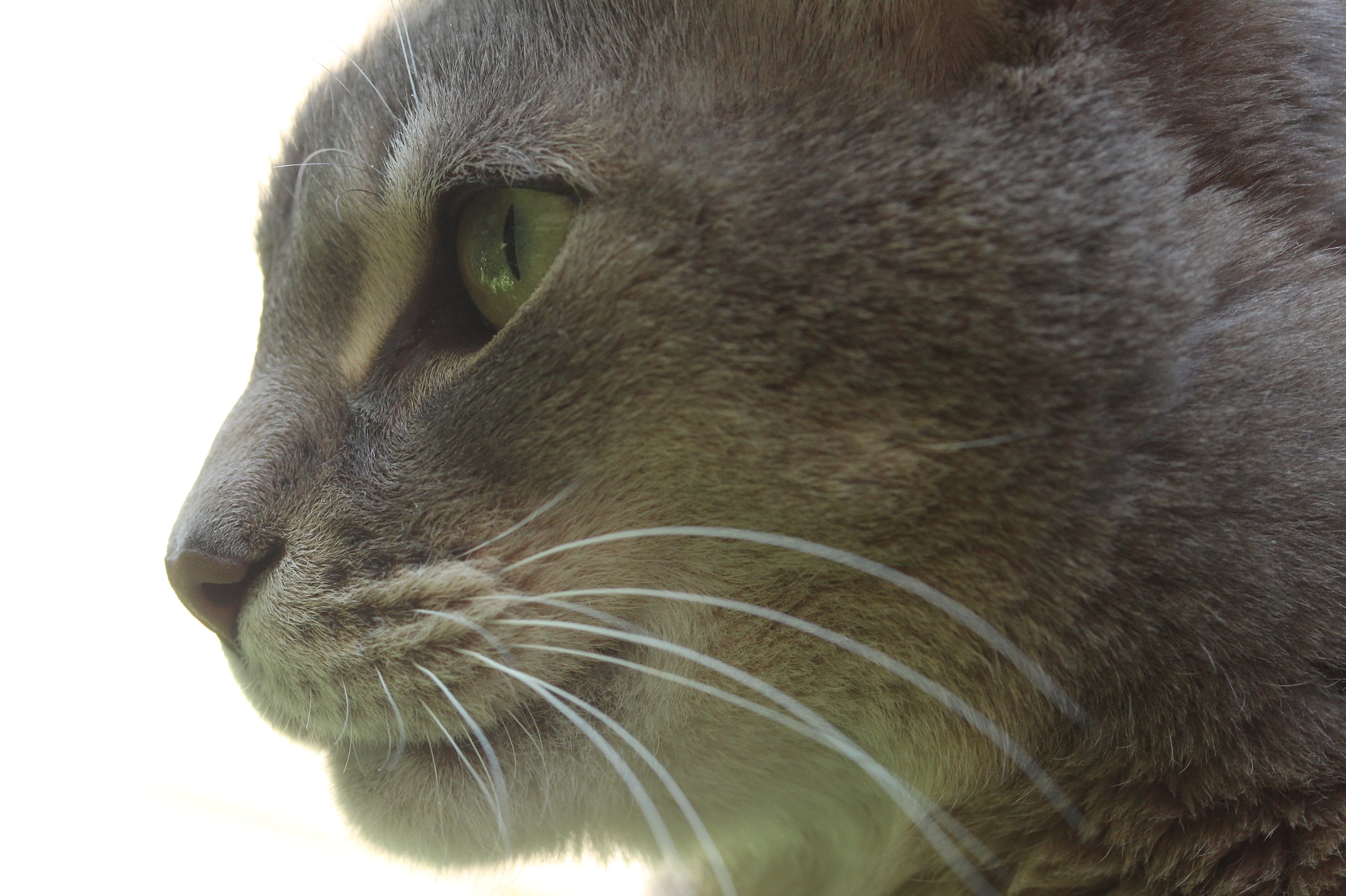 Canon EF-S 60mm F2.8 Macro USM sample photo. Img photography