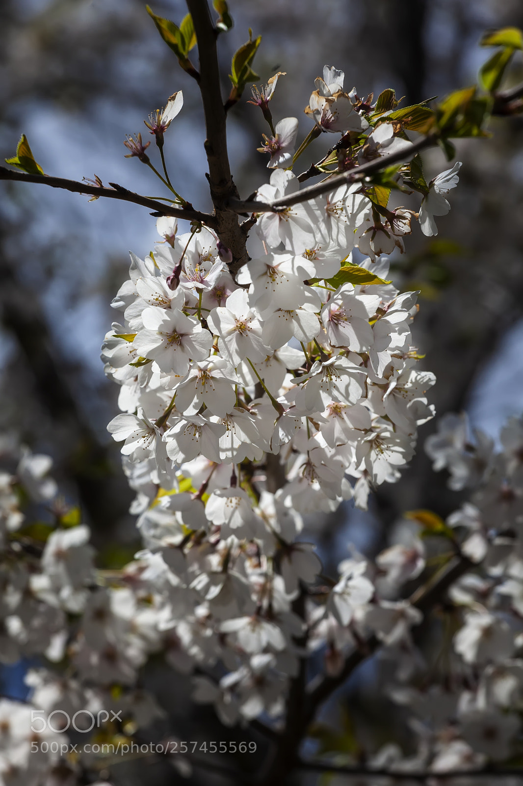 Canon EOS 5D Mark II sample photo. Cherry blossoms photography