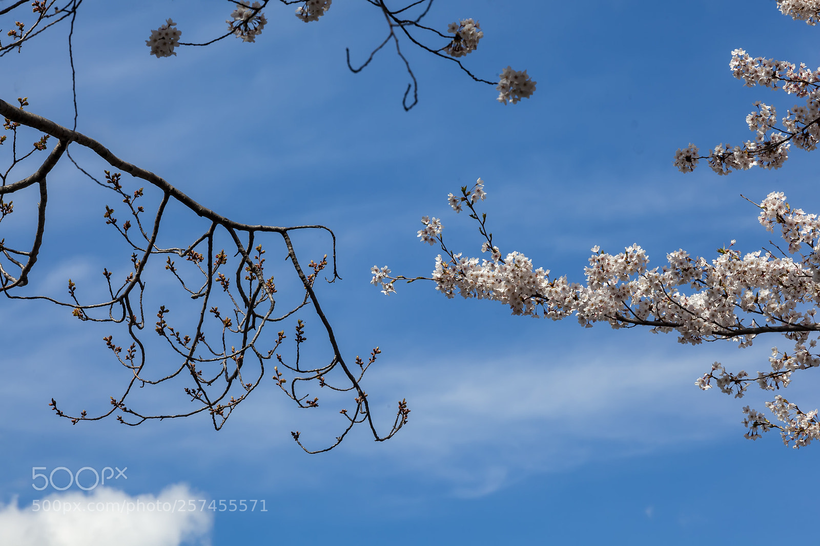 Canon EOS 5D Mark II sample photo. Cherry blossoms photography