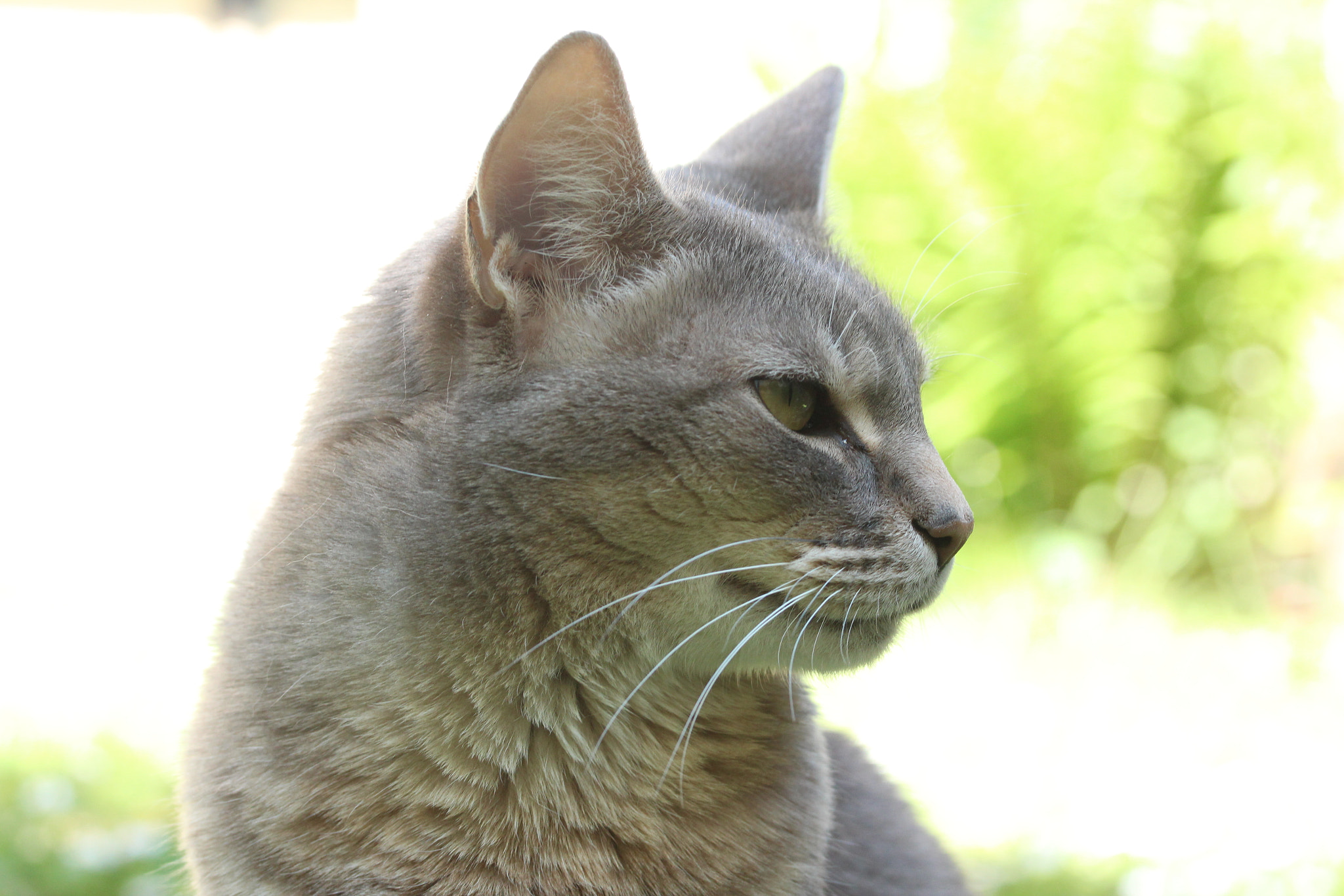 Canon EF-S 60mm F2.8 Macro USM sample photo. Img photography
