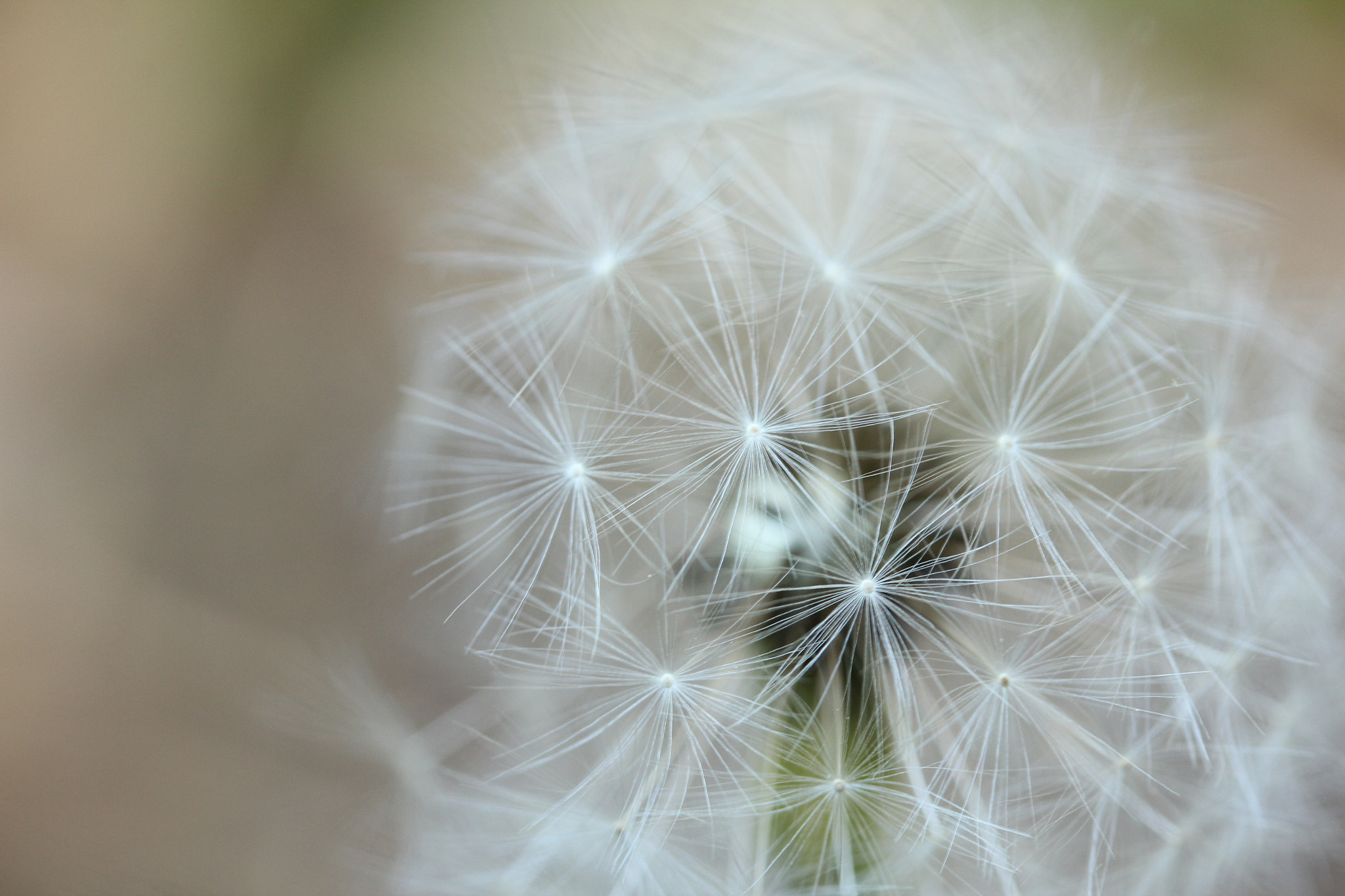Canon EF-S 60mm F2.8 Macro USM sample photo. Img photography