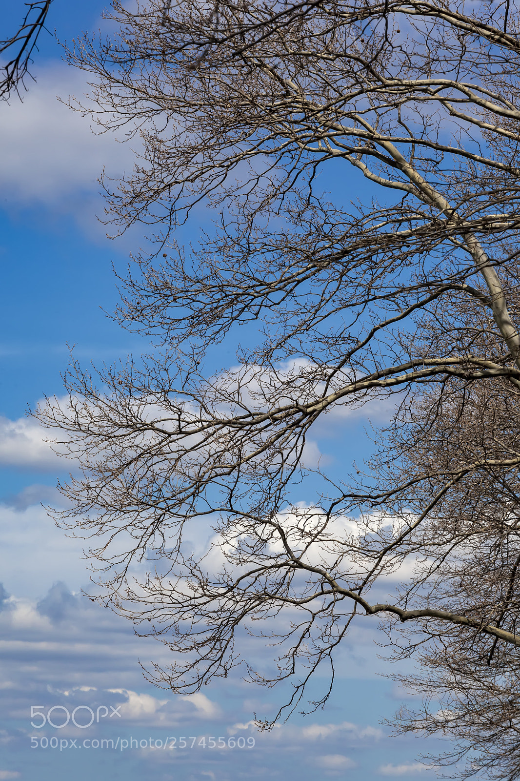 Canon EOS 5D Mark II sample photo. Spring trees clouds and photography