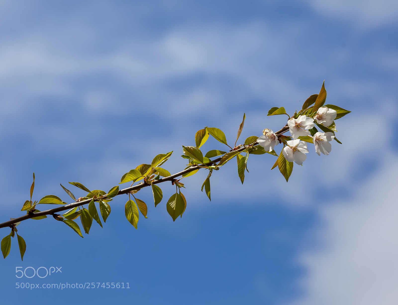 Canon EOS 5D Mark II sample photo. Cherry blossoms photography