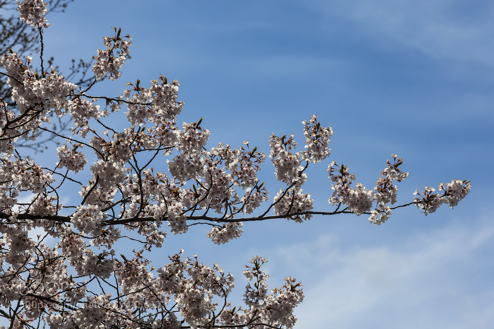 Canon EOS 5D Mark II sample photo. Cherry blossoms photography