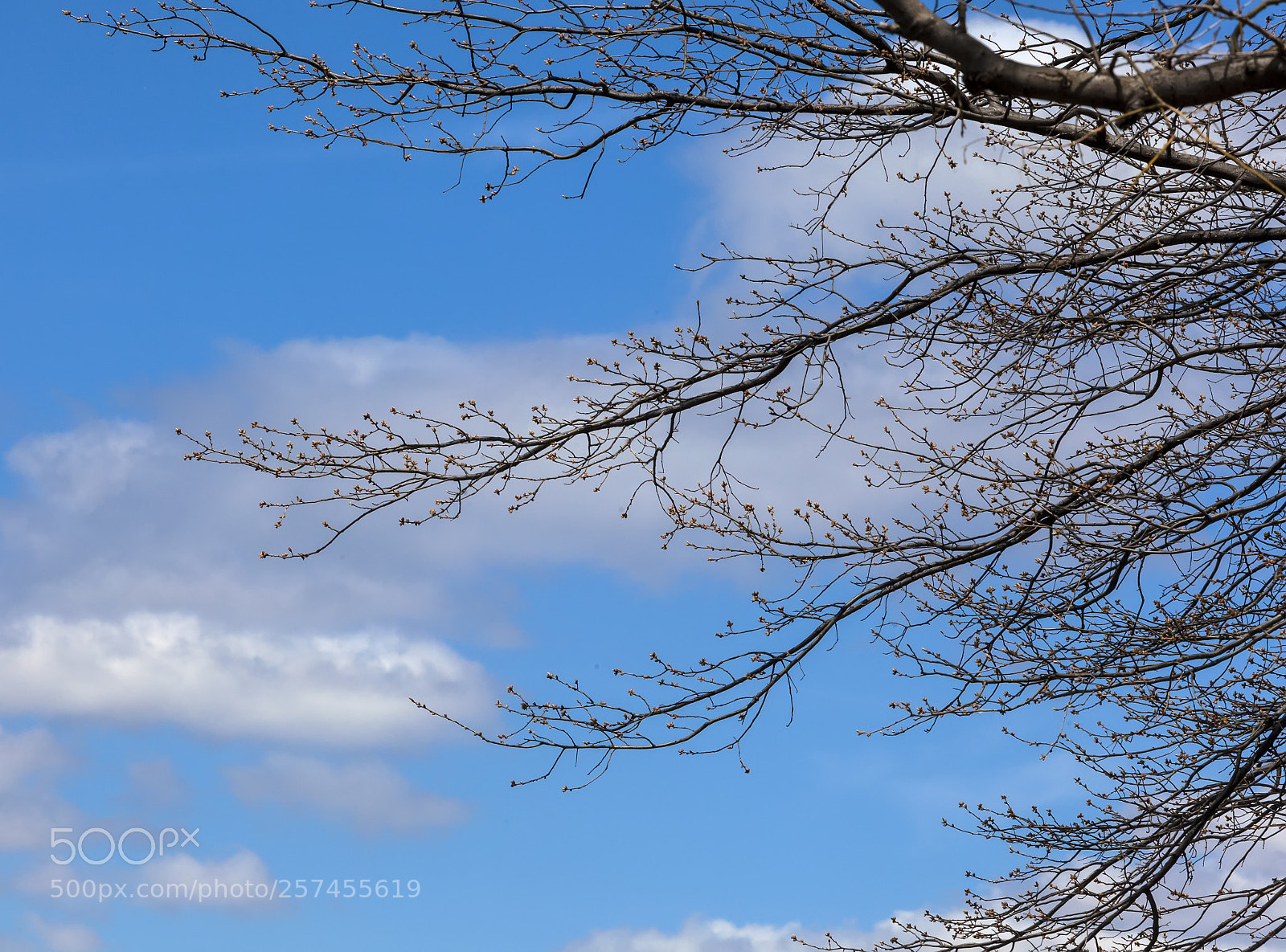 Canon EOS 5D Mark II sample photo. Spring trees clouds and photography