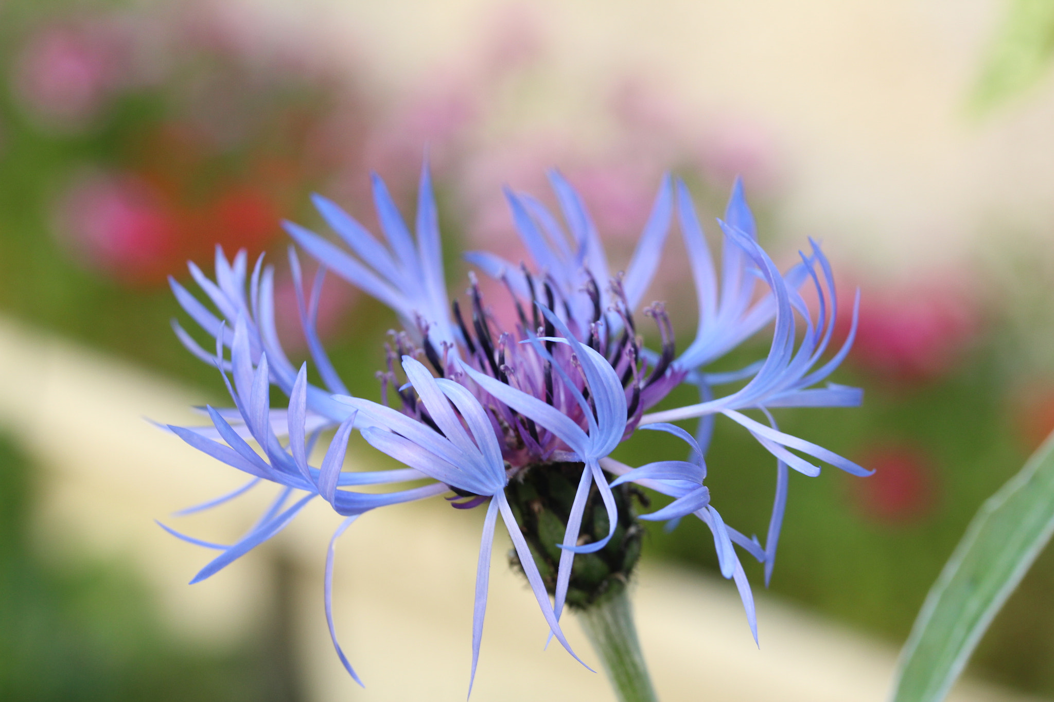 Canon EF-S 60mm F2.8 Macro USM sample photo. Img photography