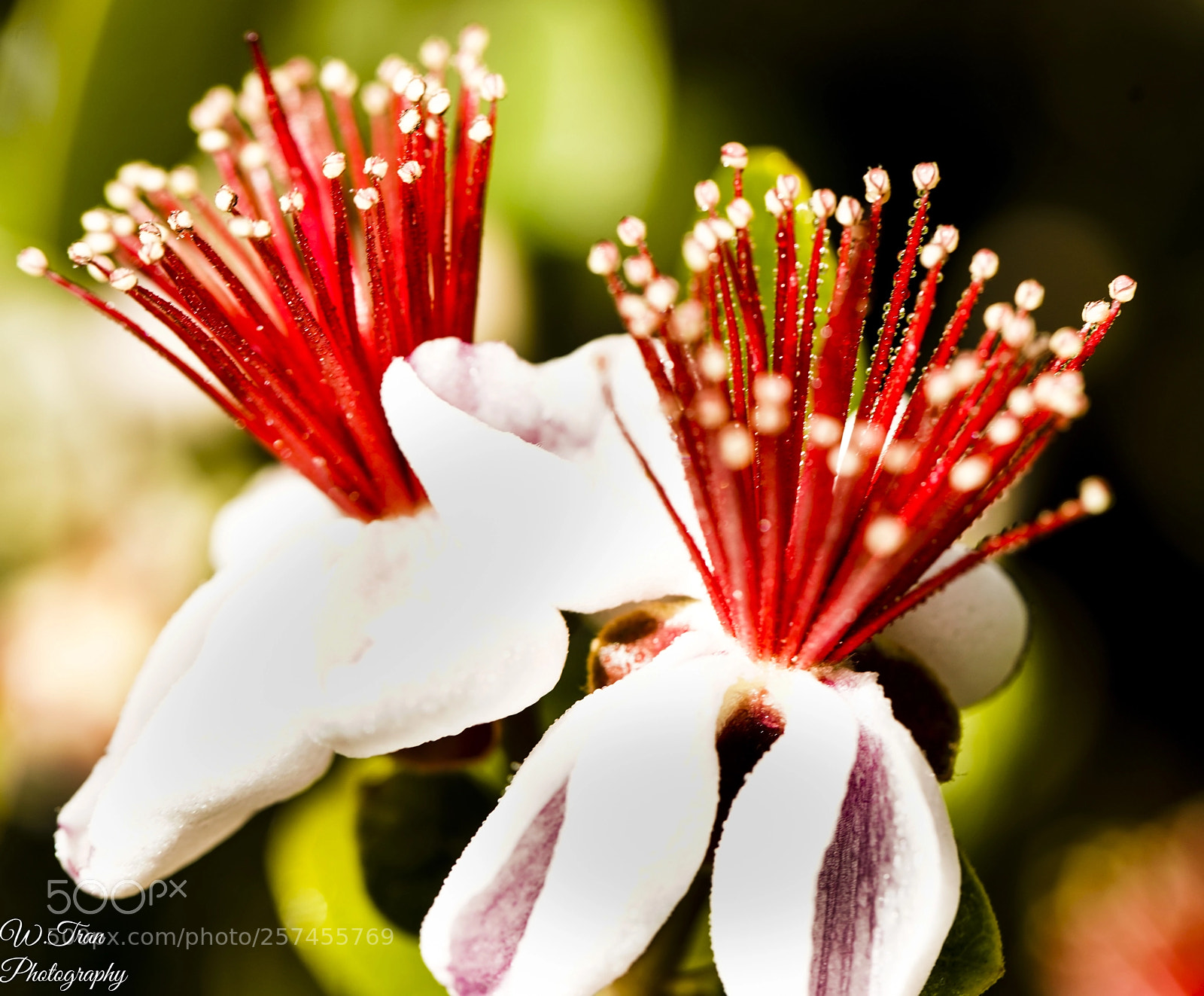 Sony a7R III sample photo. Flower photography