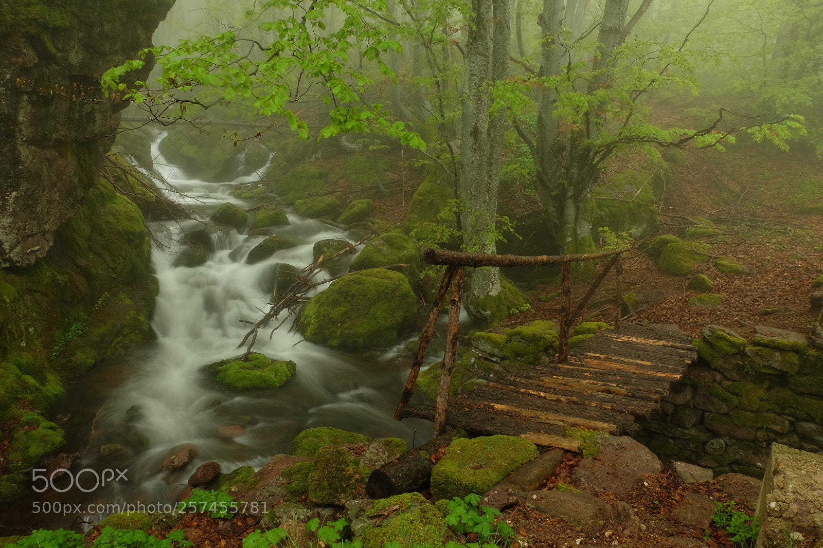 Fujifilm X-M1 sample photo. Mystic forest photography