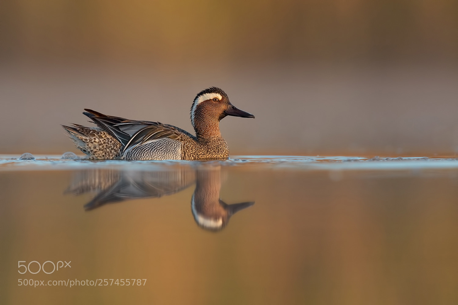 Canon EOS 5D Mark IV sample photo. Garganey - marzaiola photography