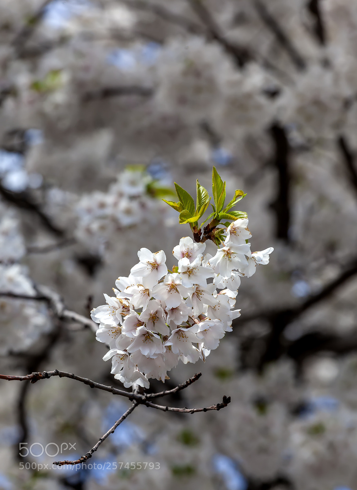 Canon EOS 5D Mark II sample photo. Cherry blossoms photography